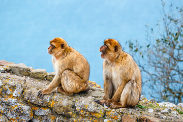 closeup of a pair of macaques in a reserve on the Gibraltar peninsula