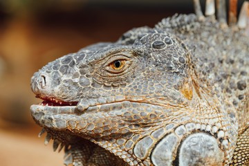 green iguana head, Tenerife, Spain