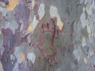Tree bark texture. Chestnut bark
