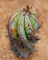spiral cactus, closeup view