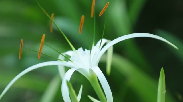 Spider lily flower head from the amaryllidaceae family in white with green foliage background, high definition stock footage clip.