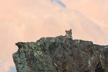 Fotobehang Puma (Puma concolor) sobre una roca con líquenes al atardecer © Vicente