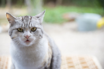 何か言いたそうな猫の表情