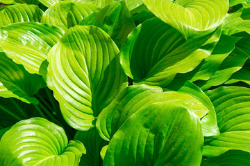 Fototapeta na wymiar Photo of many green flower leaves, nature background