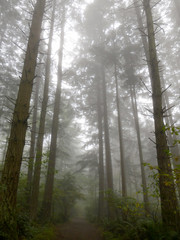 Fog and Trees at Bridle Trails State Park