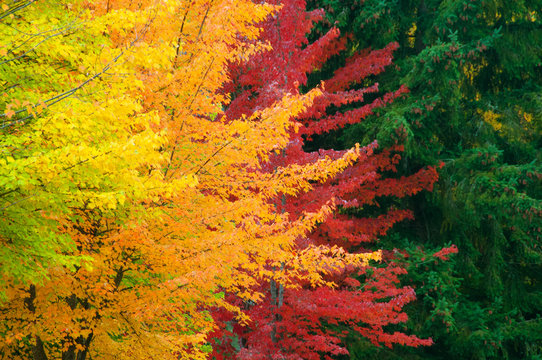 Layers of Autumn Color
