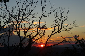 Sunset tree silhouette