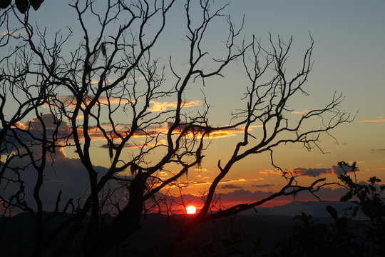 Sunset tree silhouette © Artists' Eyes