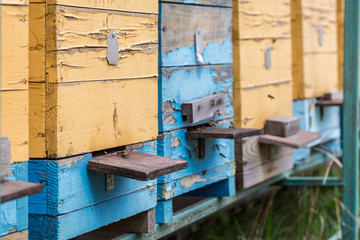bee apiary. bee hives. old wooden beehive with bees