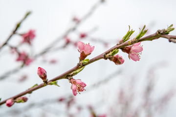 Fototapeta na wymiar flowering peach. Peach blossoms close-up. Spring flowering of fruit trees