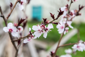 Fototapeta na wymiar flowering peach. Peach blossoms close-up. Spring flowering of fruit trees