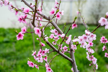 flowering peach. Peach blossoms close-up. Spring flowering of fruit trees
