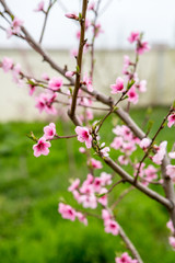 flowering peach. Peach blossoms close-up. Spring flowering of fruit trees