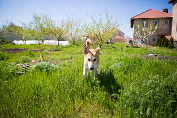 dog playing on grass. dog sporting in nature. big cute dog on sunny day in meadow