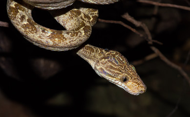 Corallus anulatus at the rainforest of San José del Guaviare, Colombia