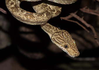 Corallus anulatus at the rainforest of San José del Guaviare, Colombia