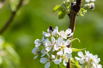flowering peach. Peach blossoms close-up. Spring flowering of fruit trees