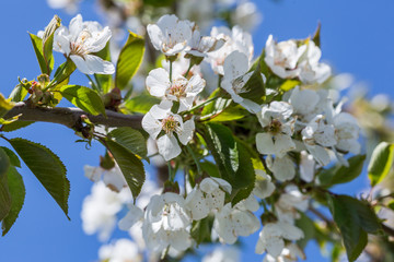 cherry blossom. A cherry tree flowers close-up. Spring flowering of fruit trees.