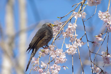 しだれ桜とヒヨドリ