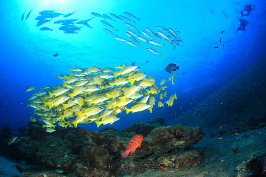 Scuba diving, coral reef and fish