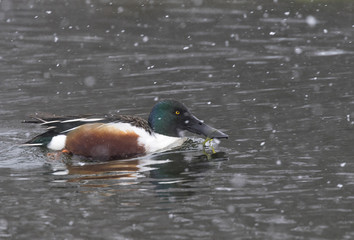 Northern Shoveler (Anas clypeata) under snowstorm conditions