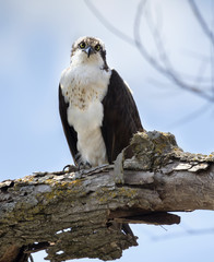 Fluffy Osprey (Pandion haliaetus) close up