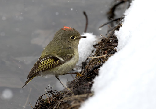 Ruby crowned kinglet on the branch over snow during spring migration through Iowa