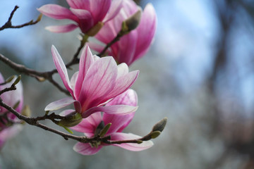 violet magnolia flower blossom in spring