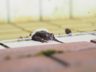 タイルの壁に張り付くカエル