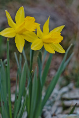 Obraz premium Frühlingsblumen 