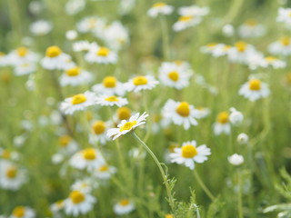 きれいに咲くカモミール