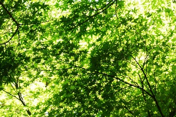 Fresh green maple leaves Background