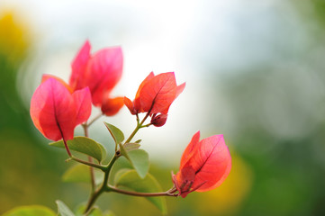 Beautiful blooming bougainvillea flowers in spring after rian
