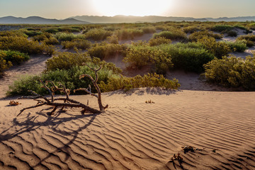 Hot Well Dunes provide unique desert habitat and recreational opportunities. Southern Arizona. - obrazy, fototapety, plakaty