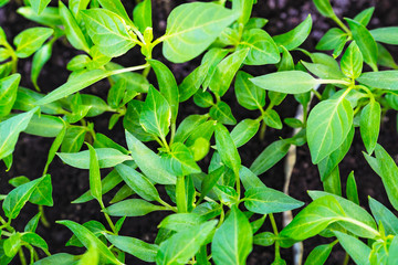Shoots of bell peppers sprouts