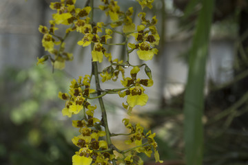 Orquidea amarilla