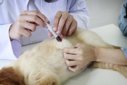 Veterinarian Blood Collection from puppy
