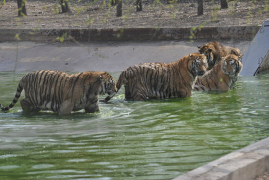 Tigers in Harbin, China
