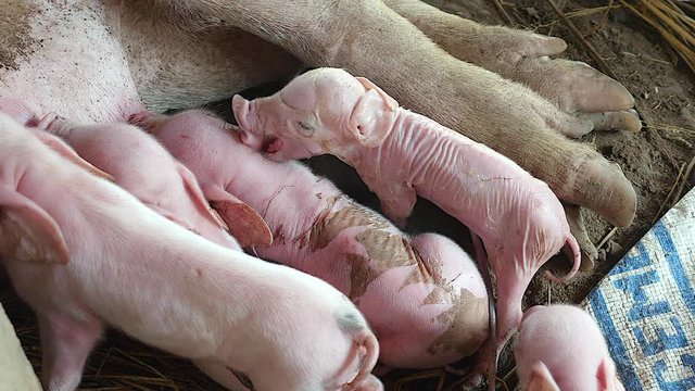 Newborn piglets grasping the sow's teats and fighting to suckle mother's milk ( close up )