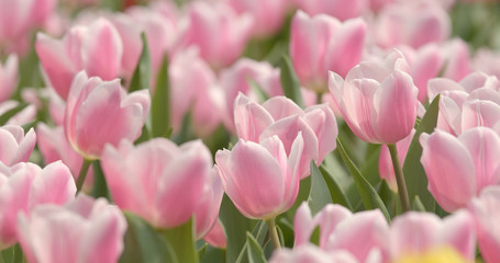 Beautiful Pink tulip garden