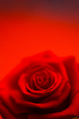 Blurred red rose