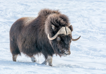 Muskok Waling in the Snow on a Sunny Day of December © Fitawoman