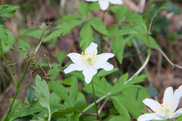 Scilla bithynica (Turkish Squill)