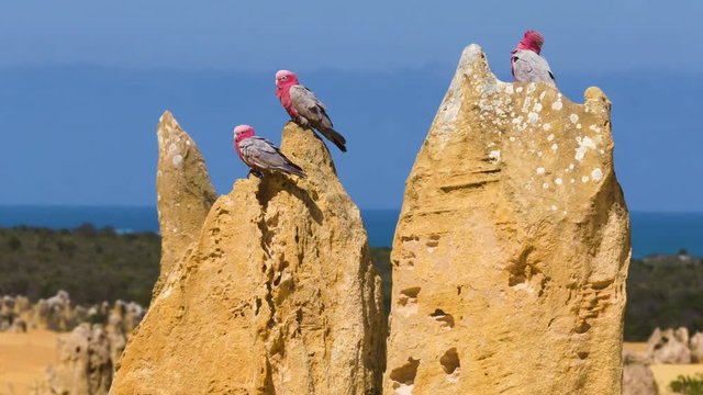 A close up shot of galah birds on a limestone in Australia.