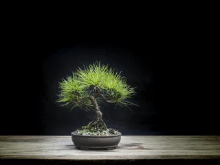 Schilderijen op glas bonsai japan black pine © ANUCHA