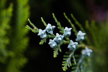 green bushes macro with colorful seeds