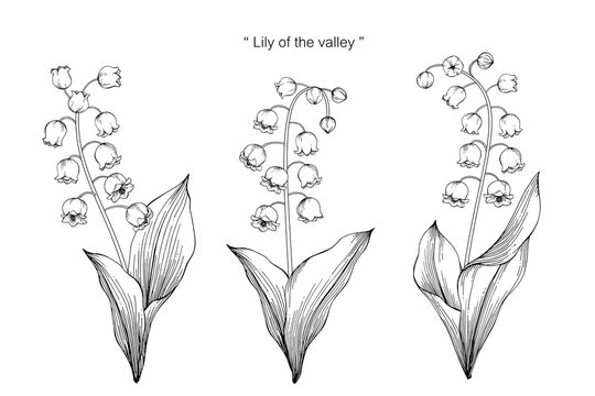 Fototapeta Lily of the valley flower drawing illustration. Black and white with line art on white backgrounds.