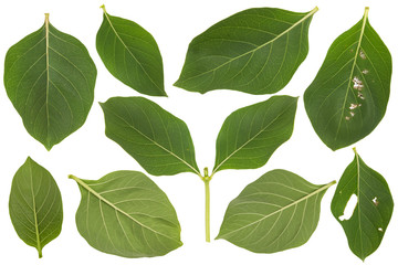 Fototapeta na wymiar closeup green leaves isolated on white background