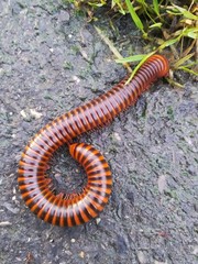 A large brown millipede is on the natural floor.