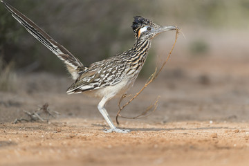 Greater Roadrunner in Southern Texas, USA